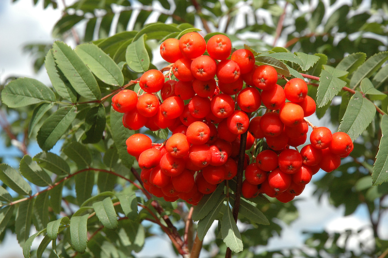 Cardinal Royal Mountain Ash (Sorbus aucuparia 'Michred') at Alsip Home and Nursery