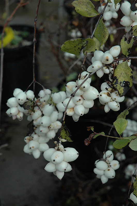 Snowberry (Symphoricarpos albus) at Alsip Home and Nursery