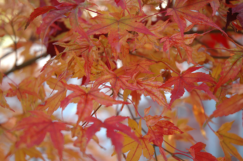 Butterfly Variegated Japanese Maple (Acer palmatum 'Butterfly') at Alsip Home and Nursery