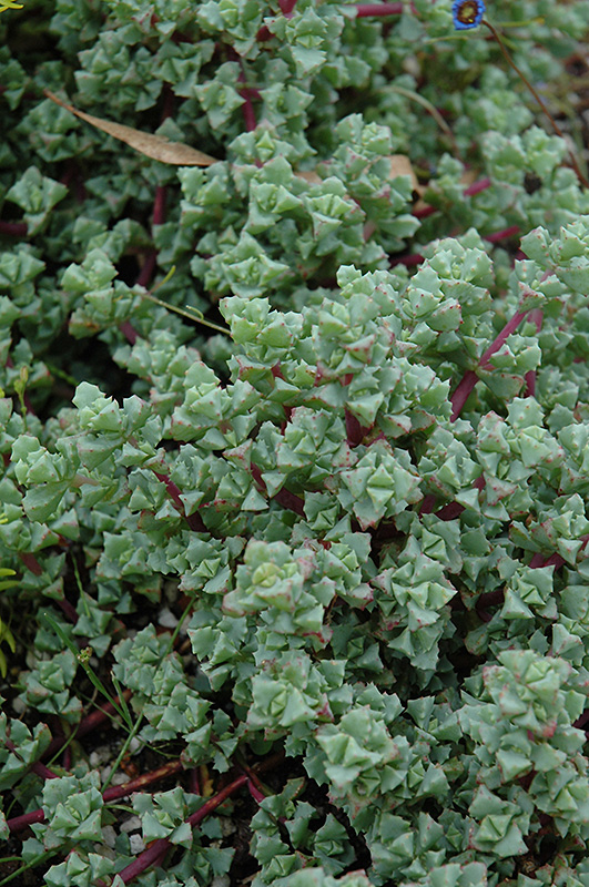 Pink Iceplant (Oscularia deltoides) at Alsip Home and Nursery