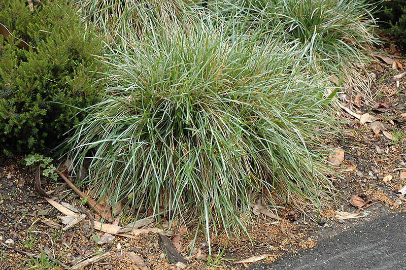 Blue Moor Grass (Sesleria caerulea) at Alsip Home and Nursery