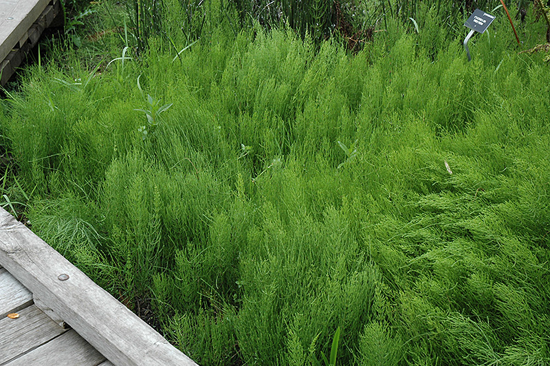Common Horsetail (Equisetum arvense) at Alsip Home and Nursery