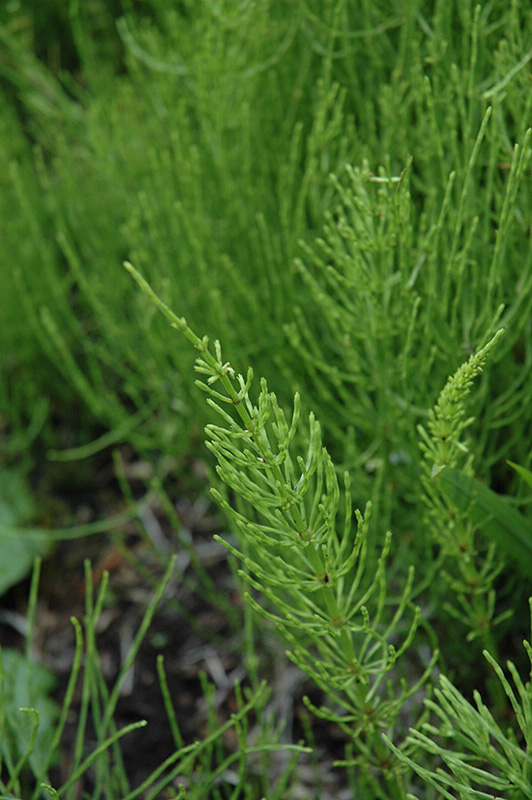 Common Horsetail (Equisetum arvense) at Alsip Home and Nursery