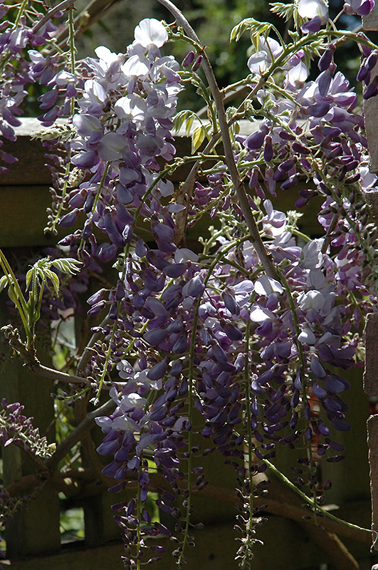 Cooke's Purple Chinese Wisteria (Wisteria sinensis 'Cooke's Purple') at Alsip Home and Nursery