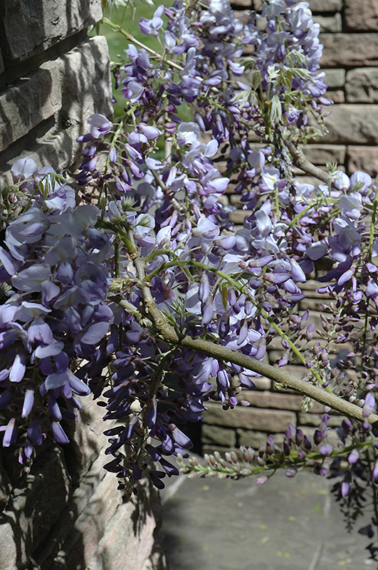 Cooke's Purple Chinese Wisteria (Wisteria sinensis 'Cooke's Purple') at Alsip Home and Nursery