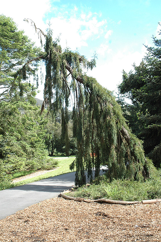 Weeping Giant Sequoia (Sequoiadendron giganteum 'Pendulum') at Alsip Home and Nursery