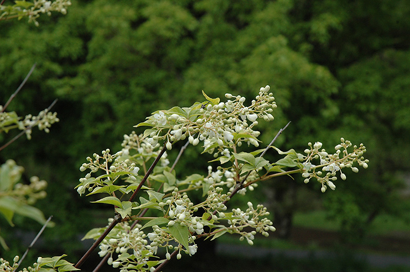 Japanese Bladdernut (Staphylea bumalda) at Alsip Home and Nursery