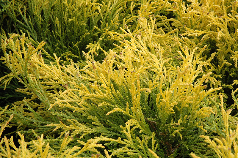 Golden Mop Falsecypress (Chamaecyparis pisifera 'Golden Mop') at Alsip Home and Nursery