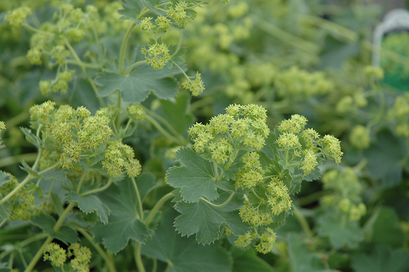 Gold Strike Lady's Mantle (Alchemilla 'Gold Strike') at Alsip Home and Nursery