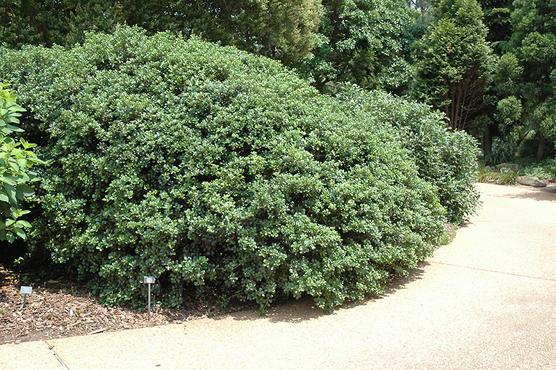 Roundleaf False Holly (Osmanthus heterophyllus 'Rotundifolius') at Alsip Home and Nursery