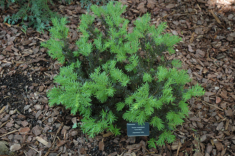 Low Boy Japanese Yew (Taxus cuspidata 'Low Boy') at Alsip Home and Nursery