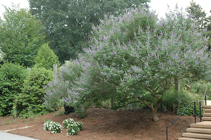 Lavender Lady Chaste Tree (Vitex agnus-castus 'Lavender Lady') at Alsip Home and Nursery