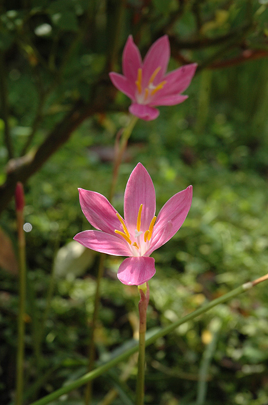 Rain Lily (Zephyranthes macrosiphon) at Alsip Home and Nursery