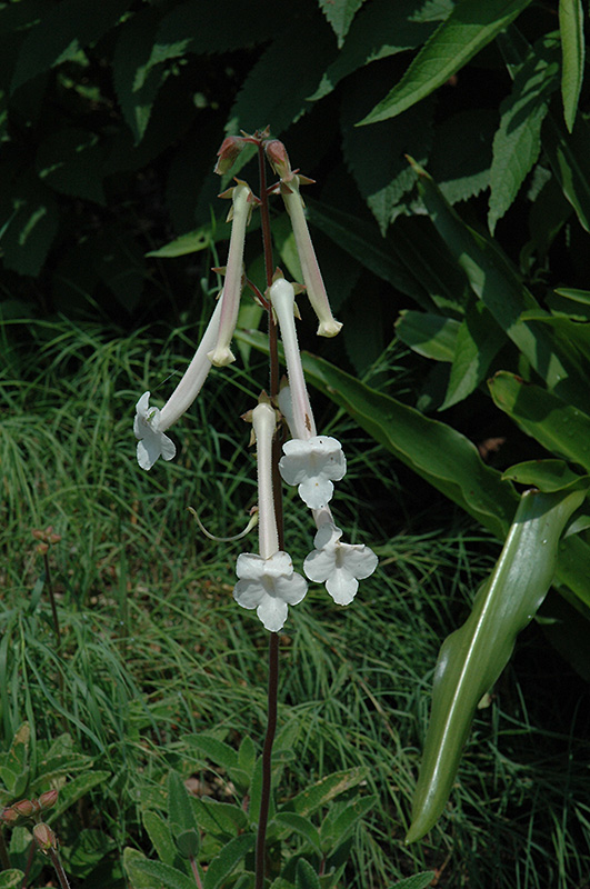 Hardy White Gloxinia (Sinningia tubiflora) at Alsip Home and Nursery