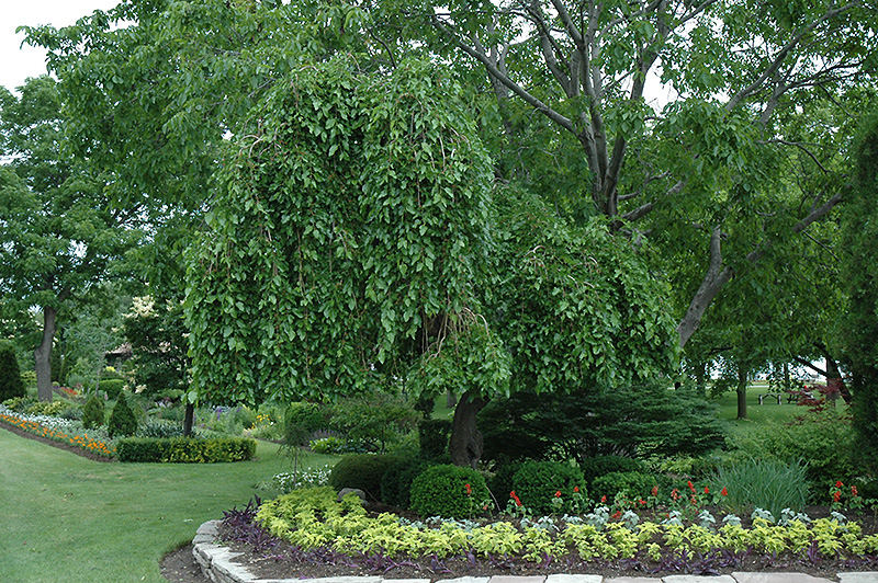 Weeping Mulberry (Morus alba 'Pendula') at Alsip Home and Nursery