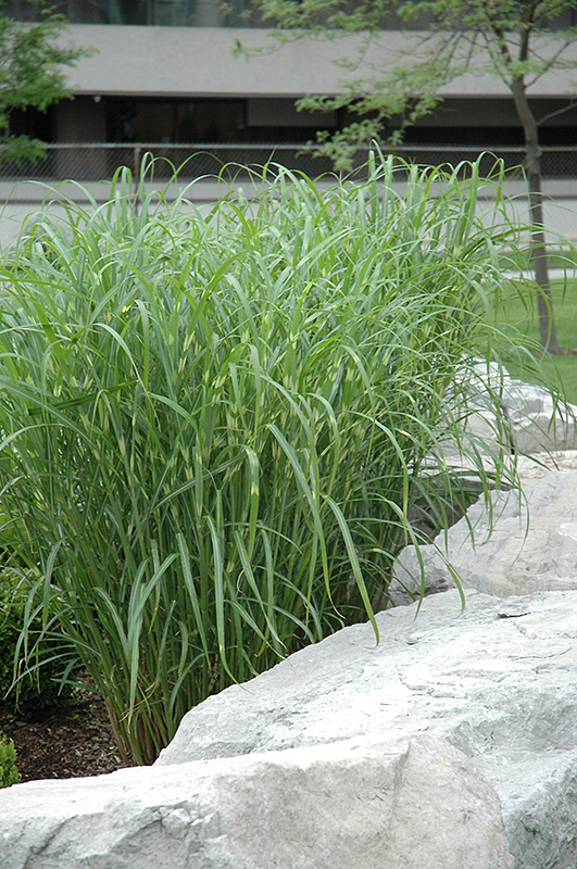 Zebra Grass (Miscanthus sinensis 'Zebrinus') at Alsip Home and Nursery