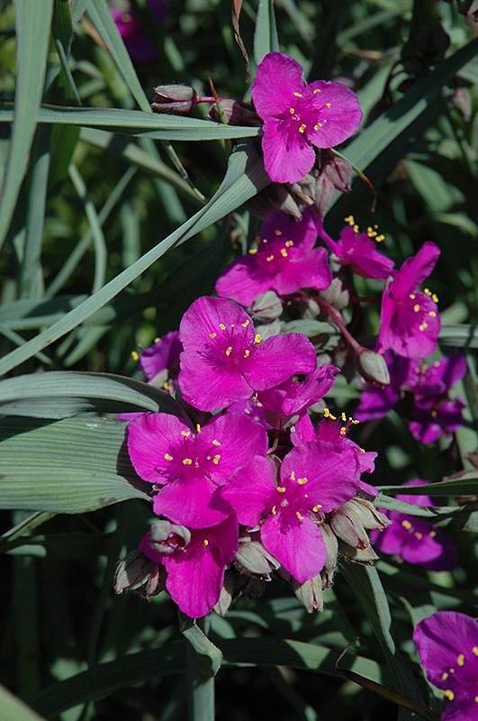 Red Cloud Spiderwort (Tradescantia x andersoniana 'Red Cloud') at Alsip Home and Nursery