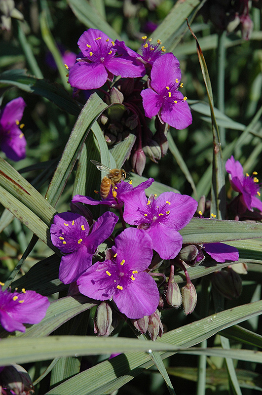 Purple Dome Spiderwort (Tradescantia x andersoniana 'Purple Dome') at Alsip Home and Nursery