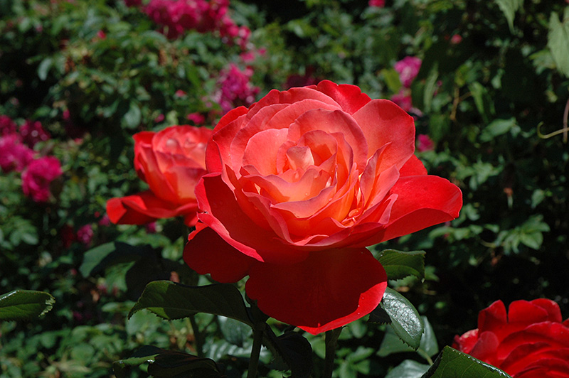 Touch of Class Rose (Rosa 'Touch of Class') at Alsip Home and Nursery