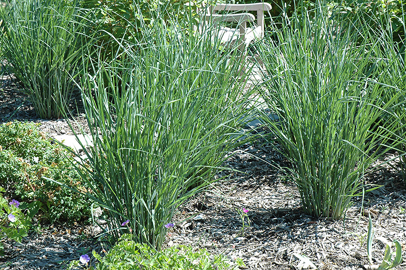 Cloud Nine Switch Grass (Panicum virgatum 'Cloud Nine') at Alsip Home and Nursery