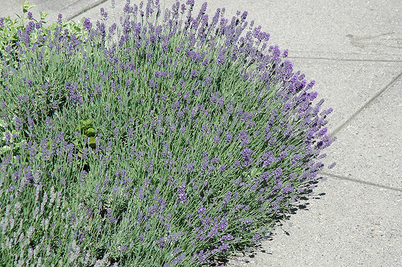 Munstead Lavender (Lavandula angustifolia 'Munstead') at Alsip Home and Nursery
