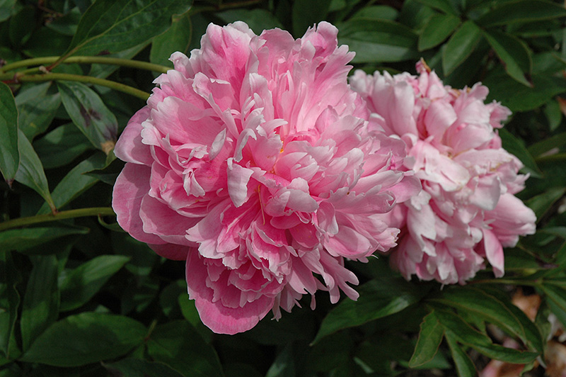 Souvenir de Louis Bigot Peony (Paeonia 'Souvenir de Louis Bigot') in ...