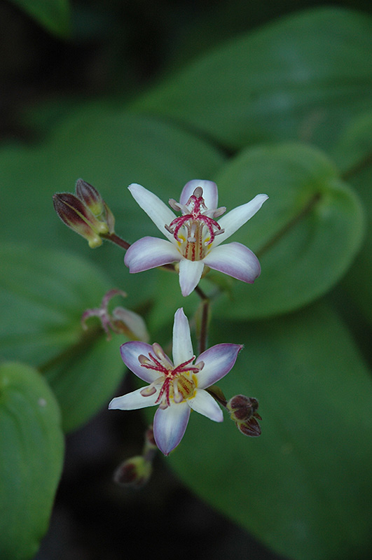 Tojen Toad Lily (Tricyrtis 'Tojen') at Alsip Home and Nursery