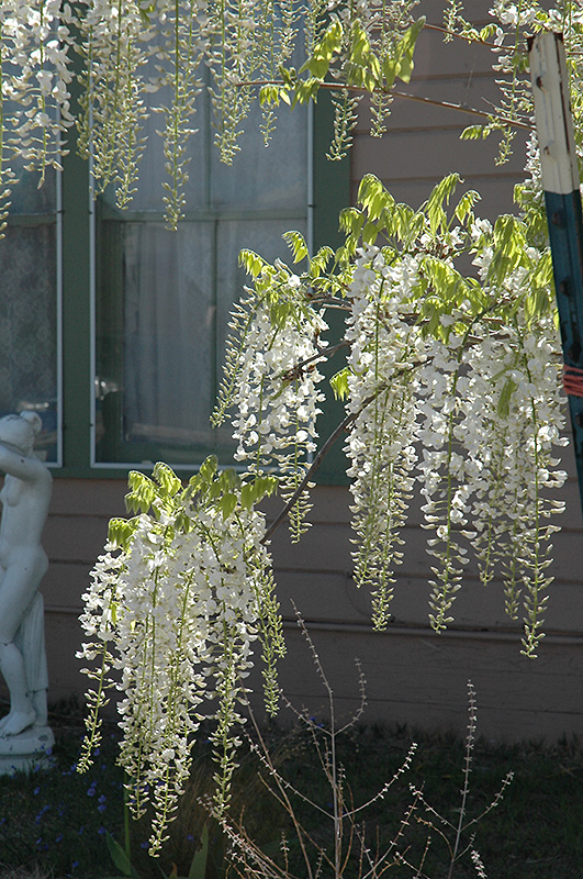 White Chinese Wisteria (Wisteria sinensis 'Alba') at Alsip Home and Nursery