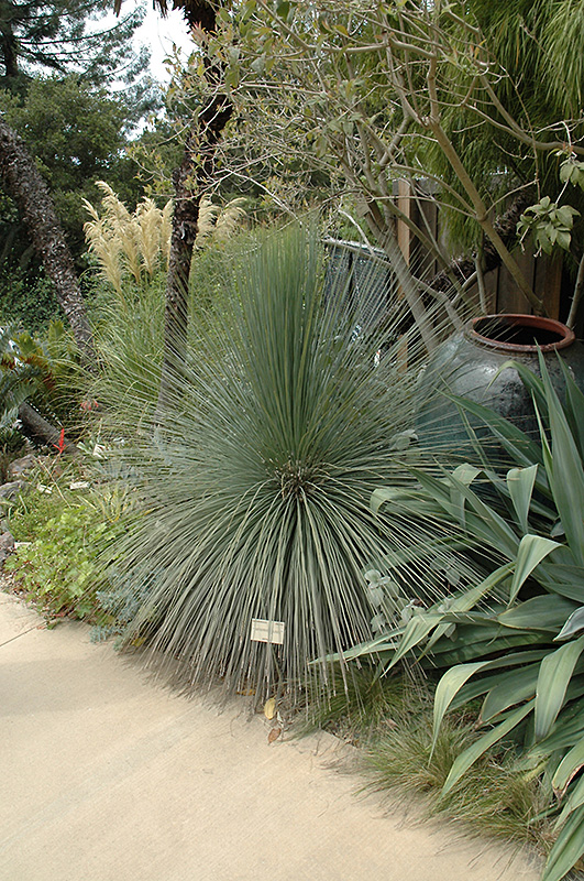 Grass Tree (Xanthorrhoea glauca) at Alsip Home and Nursery