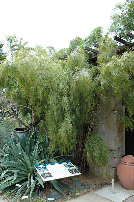 Mexican Weeping Bamboo (Otatea acuminata 'Aztecorum') at Alsip Home and Nursery