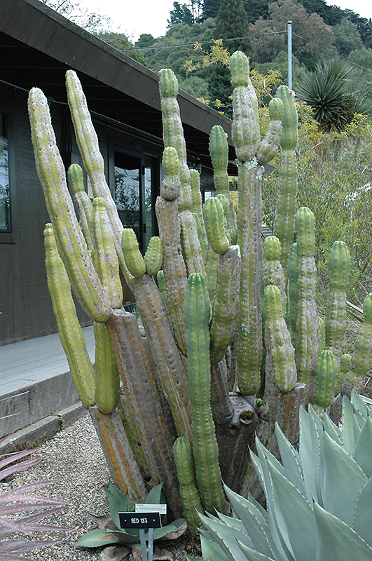 Huanuco Cactus (Trichocereus huanucoensis) at Alsip Home and Nursery