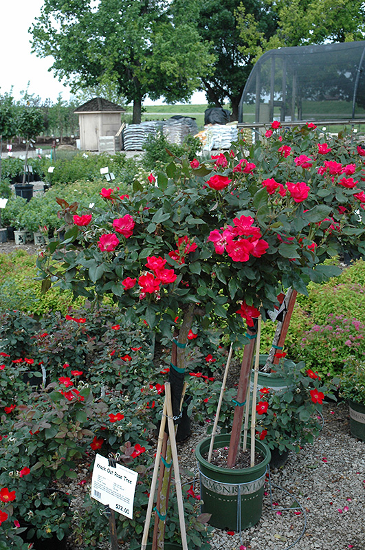 Knock Out Rose Tree (Rosa 'Radrazz') at Alsip Home and Nursery