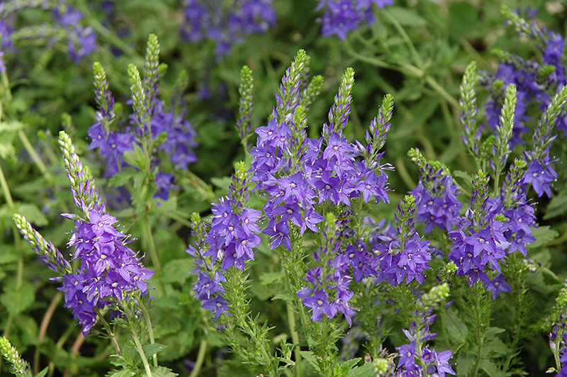 Crater Lake Blue Speedwell (Veronica austriaca 'Crater Lake Blue') at Alsip Home and Nursery