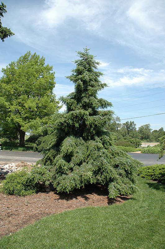 Weeping Serbian Spruce (Picea omorika 'Pendula') at Alsip Home and Nursery