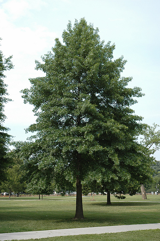 Pin Oak (Quercus palustris) at Alsip Home and Nursery
