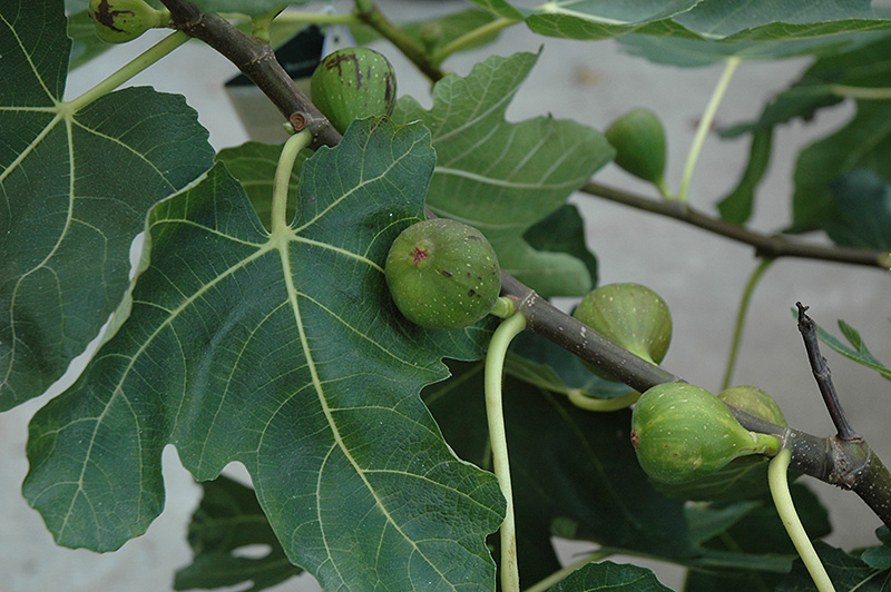 Mission Fig (Ficus carica 'Mission') at Alsip Home and Nursery