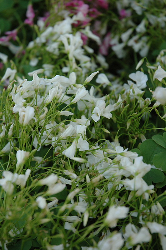 White Wood Sorrel (Oxalis crassipes 'Alba') at Alsip Home and Nursery