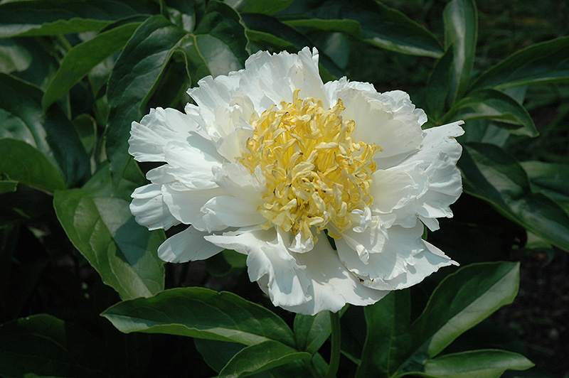 Cheddar Supreme Peony (Paeonia 'Cheddar Supreme') in Frankfort Chicago ...