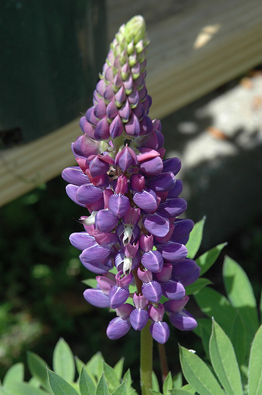 Gallery Blue Lupine (Lupinus 'Gallery Blue') at Alsip Home and Nursery