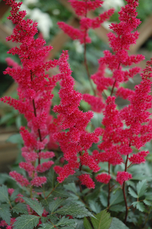 Fanal Astilbe (Astilbe x arendsii 'Fanal') at Alsip Home and Nursery
