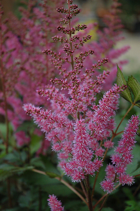 Maggie Daley Astilbe (Astilbe chinensis 'Maggie Daley') at Alsip Home and Nursery