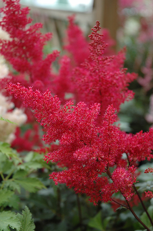 Montgomery Japanese Astilbe (Astilbe japonica 'Montgomery') at Alsip Home and Nursery