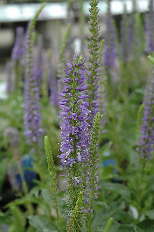 High Five Speedwell (Veronica 'High Five') at Alsip Home and Nursery
