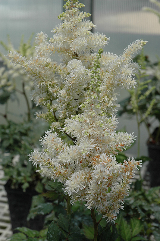 Visions In White Astilbe (Astilbe 'Visions In White') at Alsip Home and Nursery