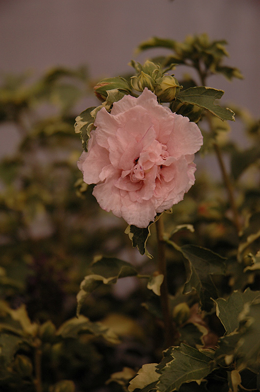 Sugar Tip Rose of Sharon (Hibiscus syriacus 'America Irene Scott') at Alsip Home and Nursery