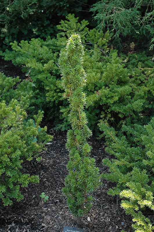 Melford English Yew (Taxus baccata 'Melford') at Alsip Home and Nursery