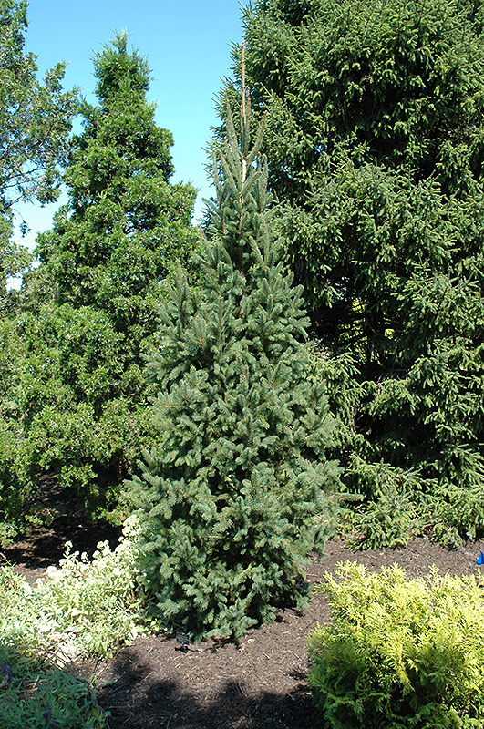 Columnar Norway Spruce (Picea abies 'Cupressina') at Alsip Home and Nursery