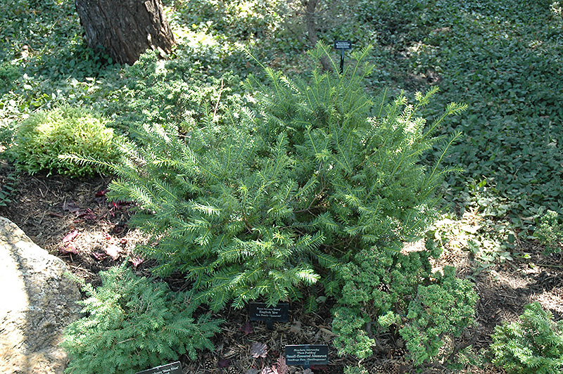 Brzeg English Yew (Taxus baccata 'Brzeg') at Alsip Home and Nursery