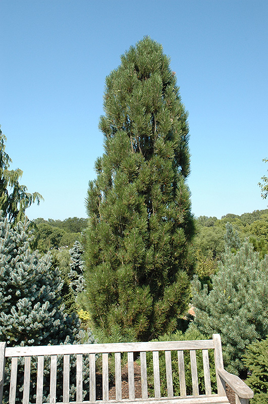 Arnold Sentinel Austrian Pine (Pinus nigra 'Arnold Sentinel') at Alsip Home and Nursery
