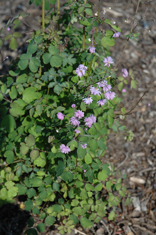 Hewitt's Double Meadow Rue (Thalictrum delavayi 'Hewitt's Double') at Alsip Home and Nursery